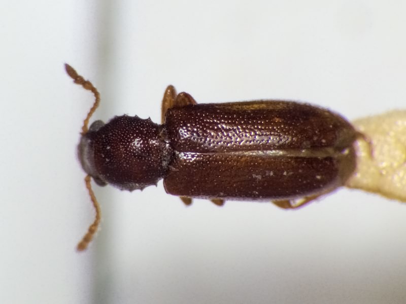 Lissodema cursor (Gyllenhal, 1813)